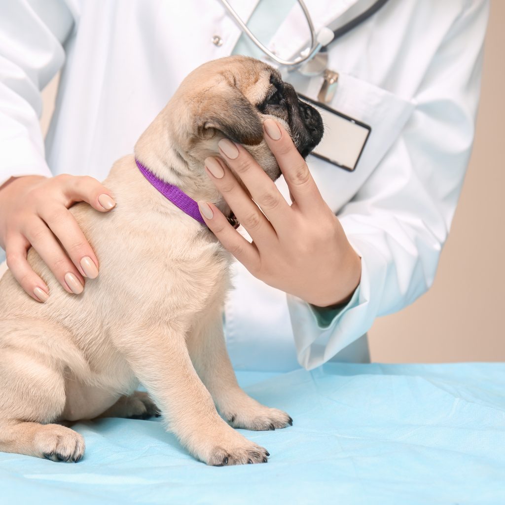 Pug Vet Check