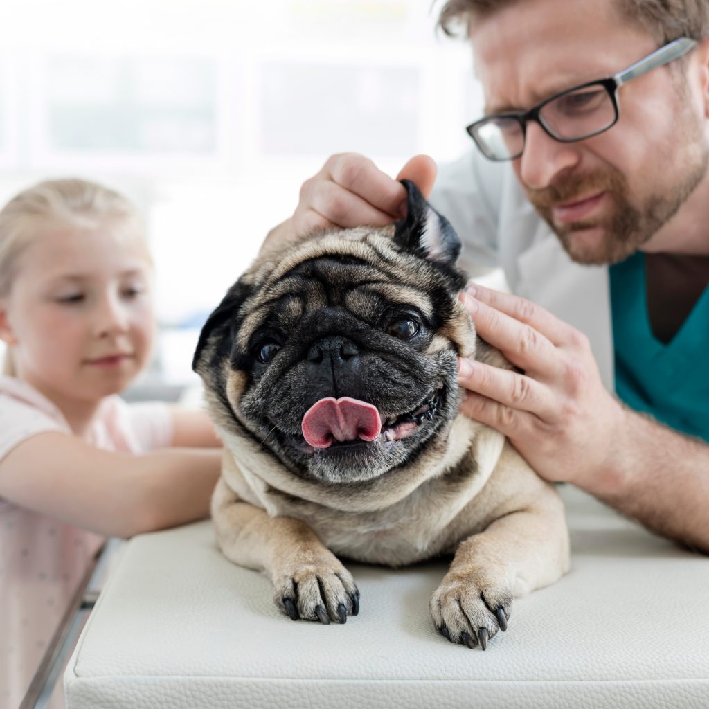 Vet Ear Check Kooky Pugs