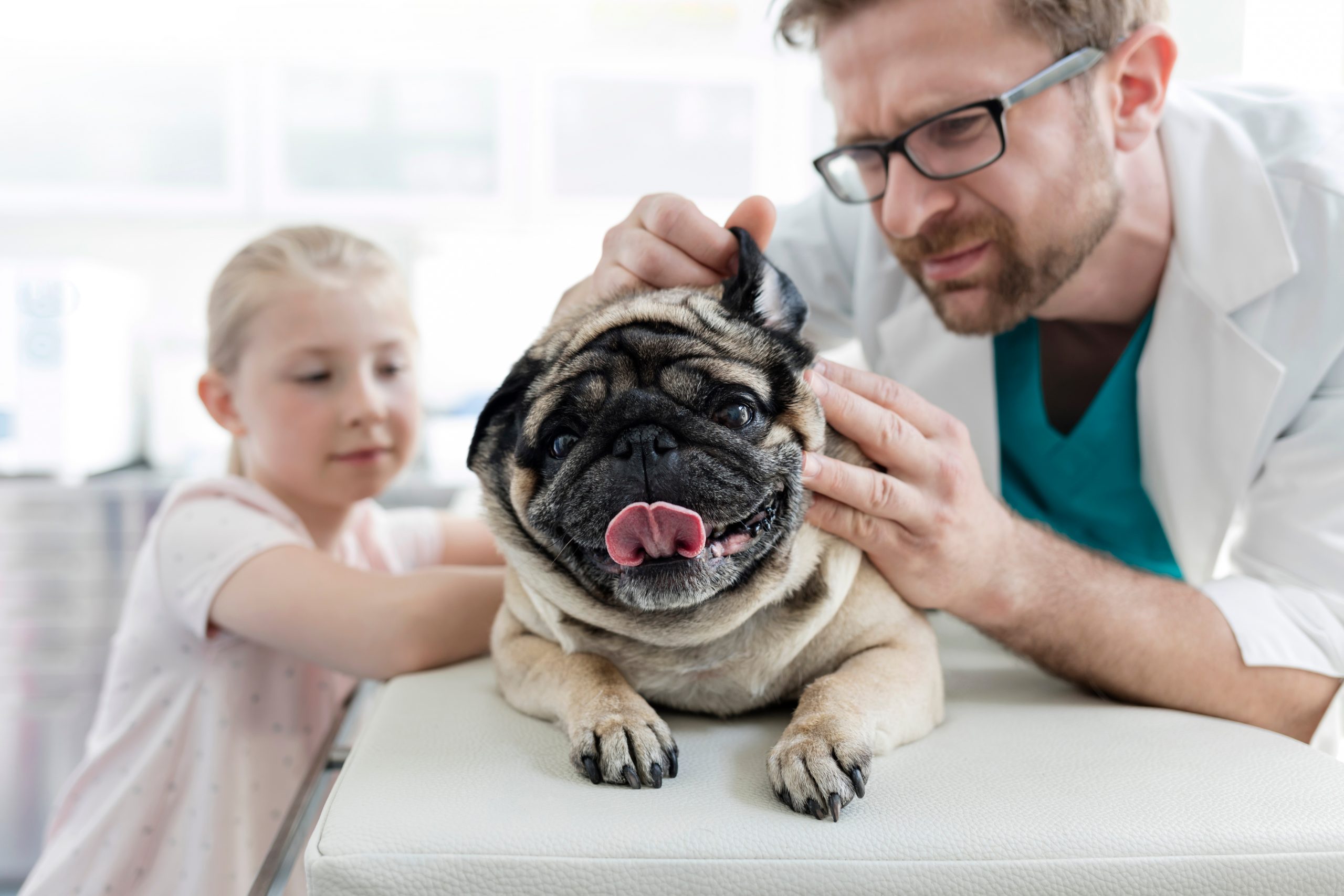 Vet Ear Check scaled