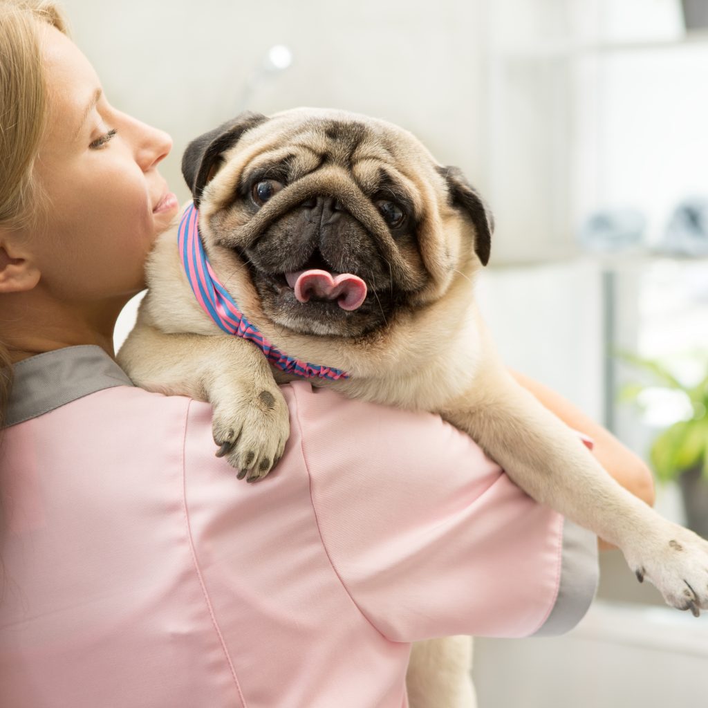 Pug at the Vet