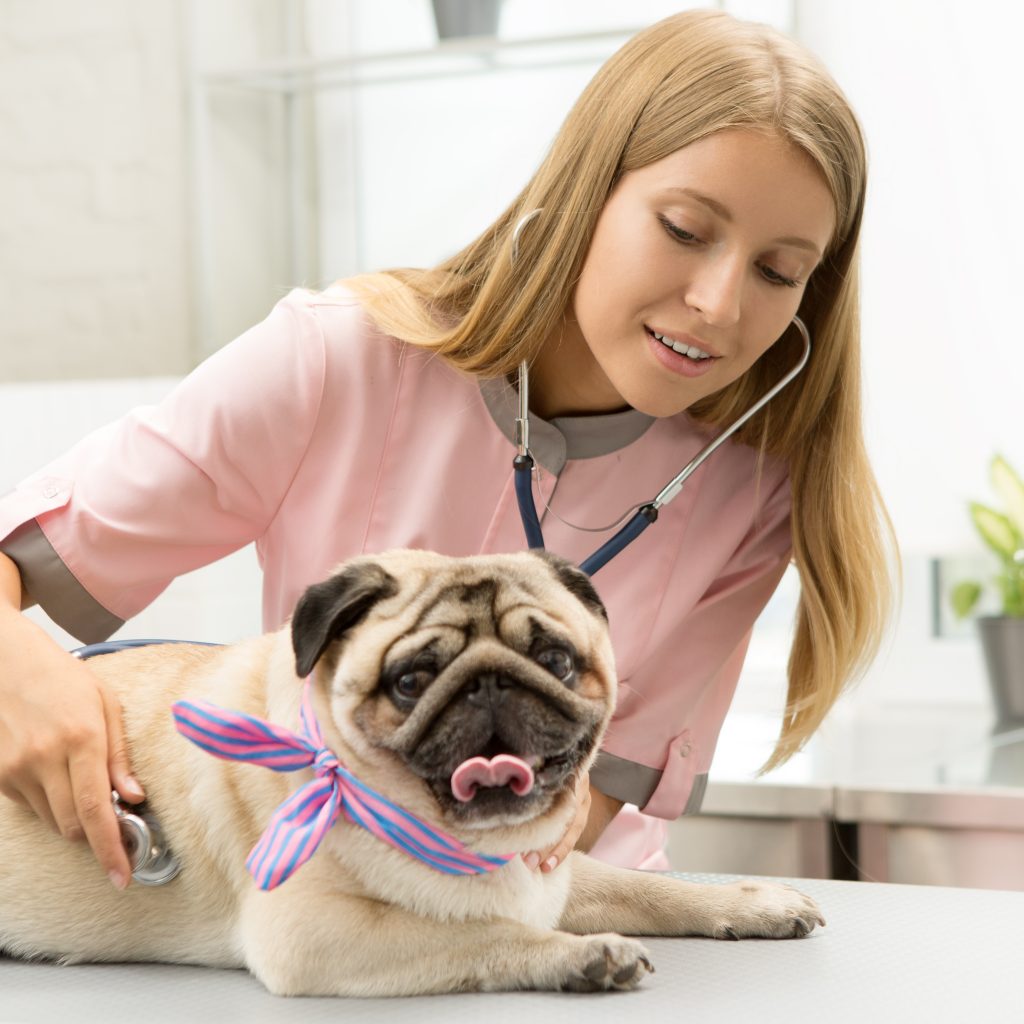 Vet with Bow Pug