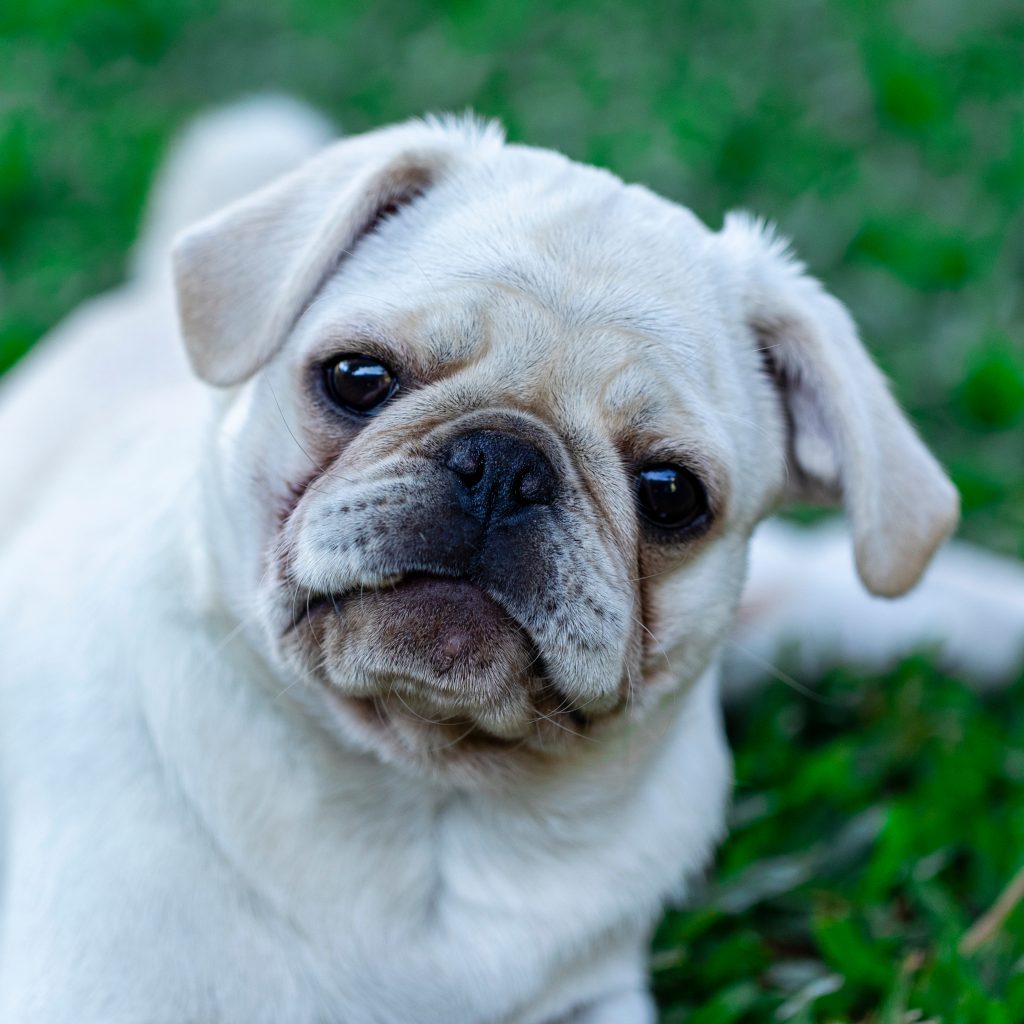 White Pugs A Perfect Charming Dog For Your Family Kooky Pugs