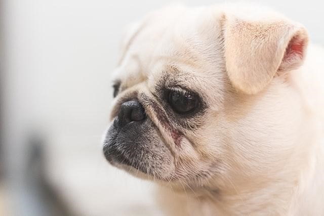 White Pug