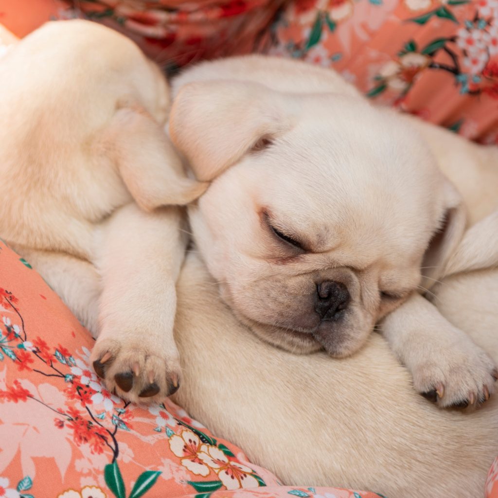 White Puppies