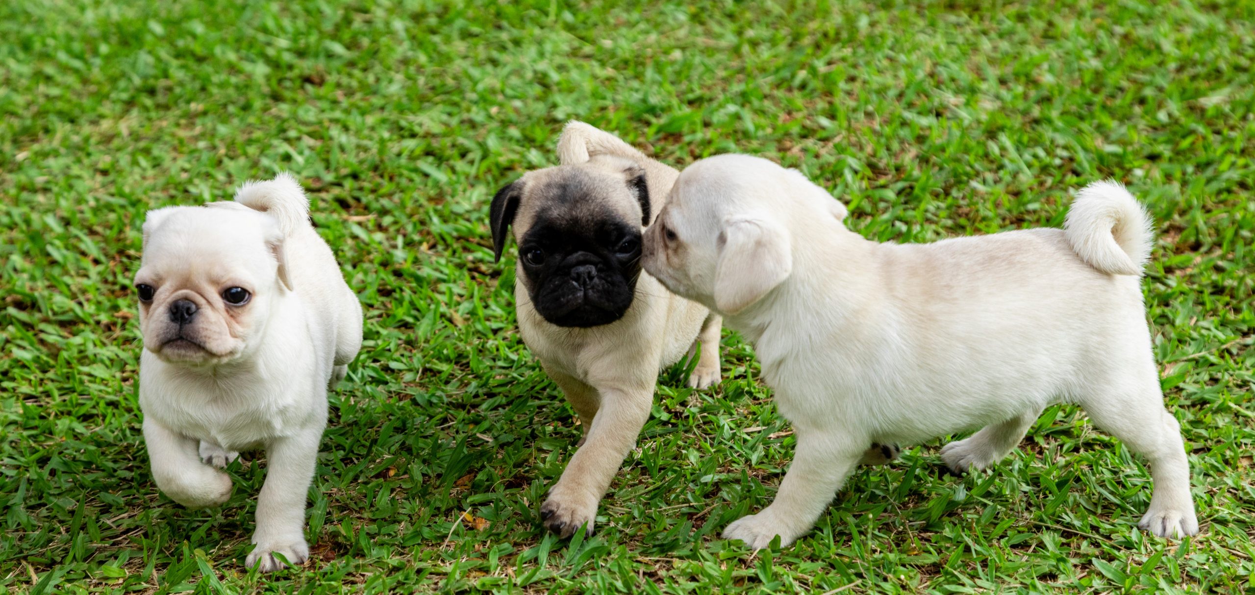 White and Fawn Puppies