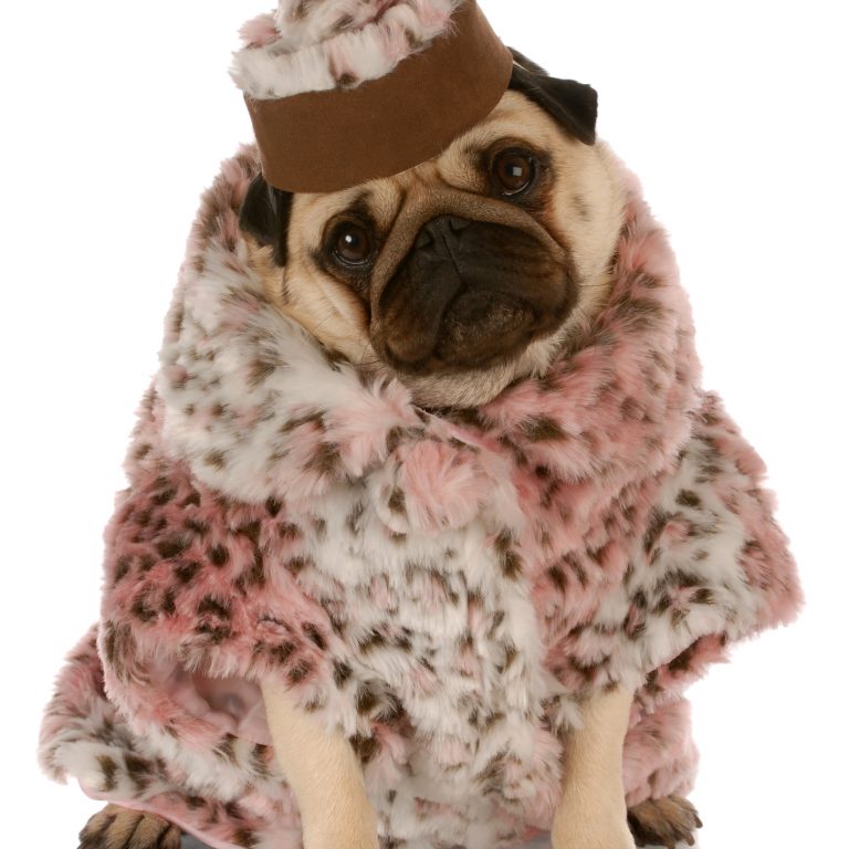 Pugs In Costumes Kooky Pugs
