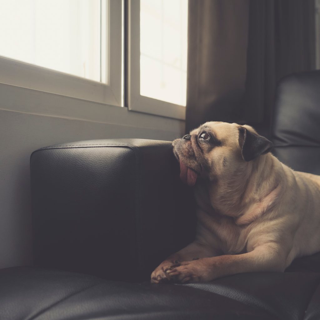 What Is The Lifespan Of Pugs & How To Extend It Kooky Pugs