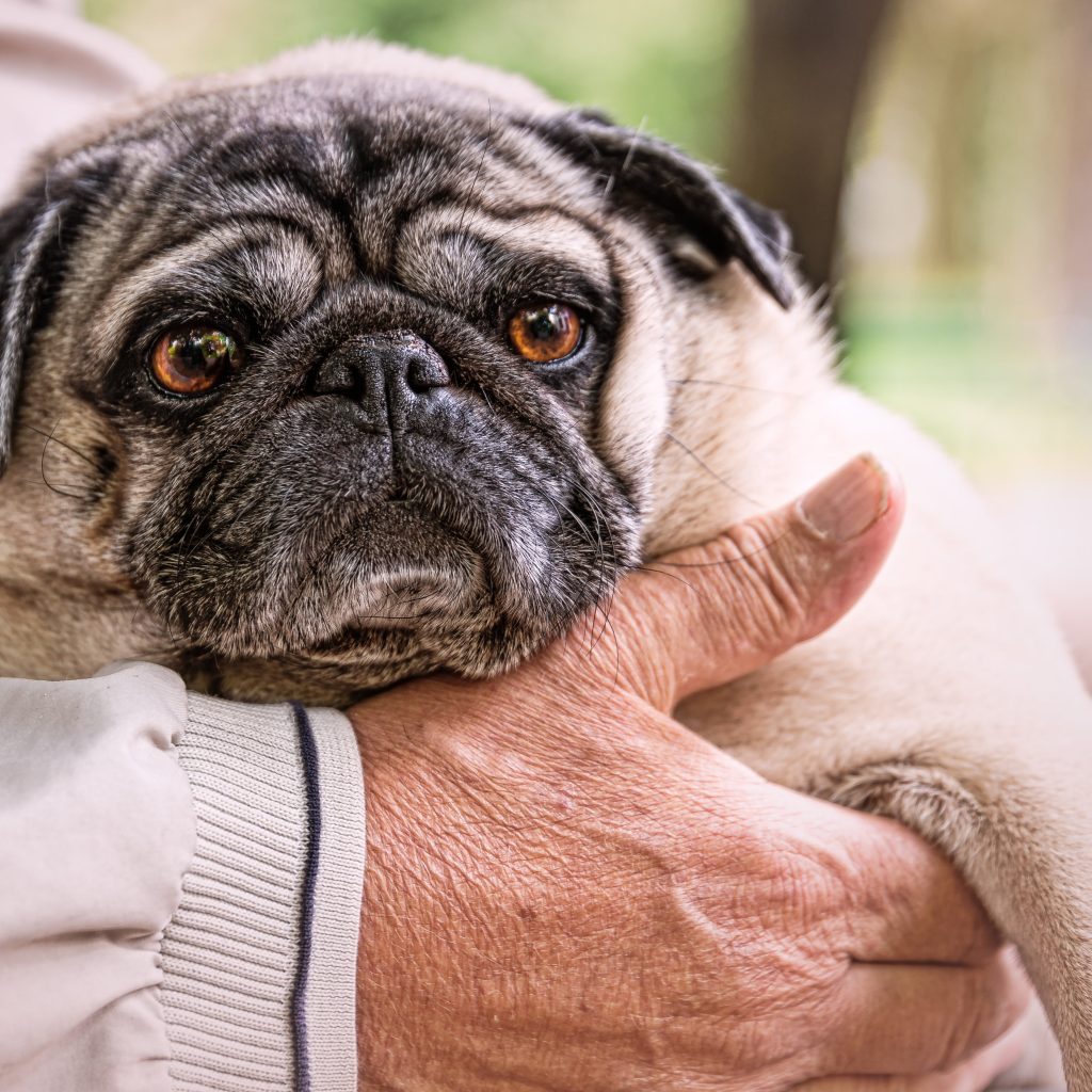 Worried Pug with Man