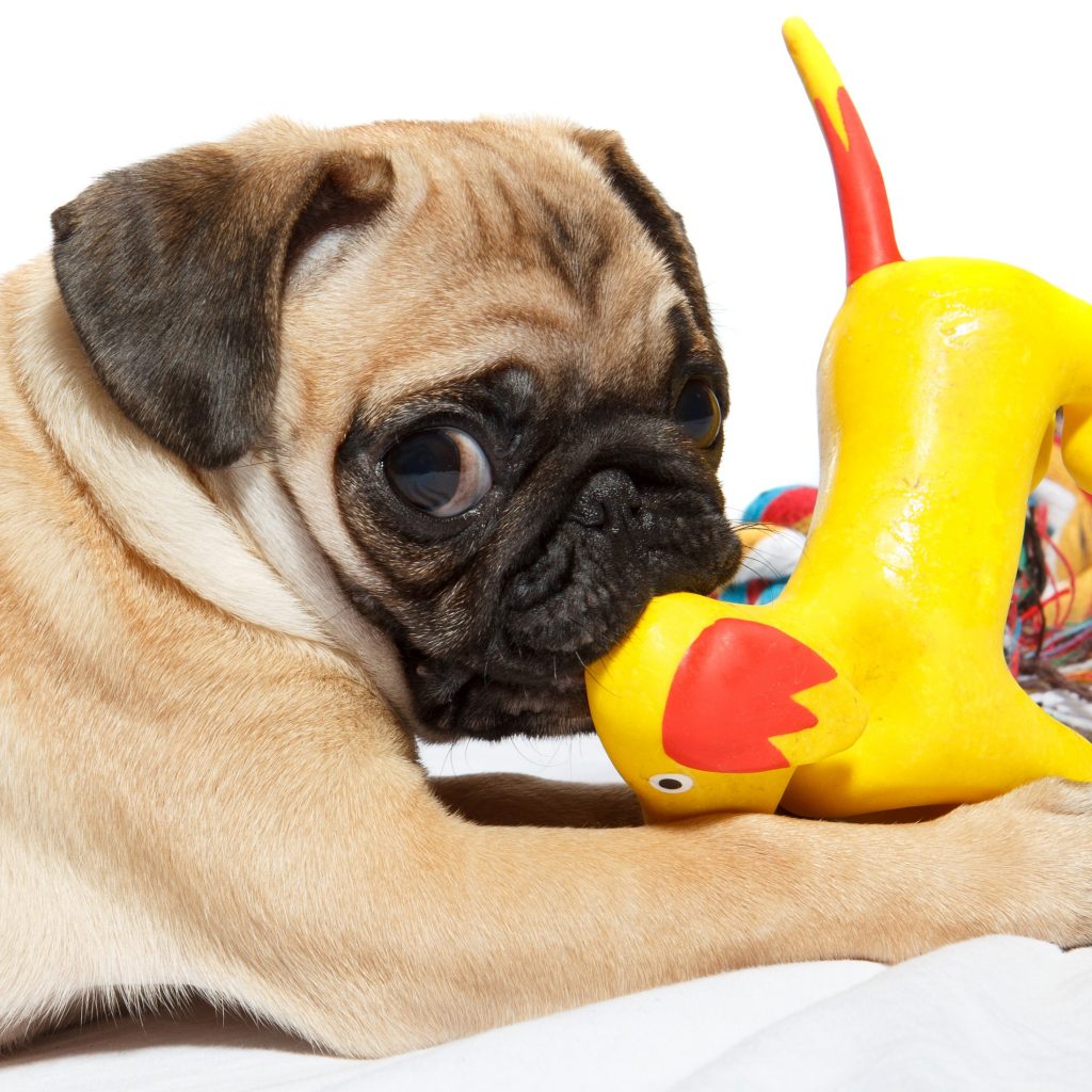 Pug Toy