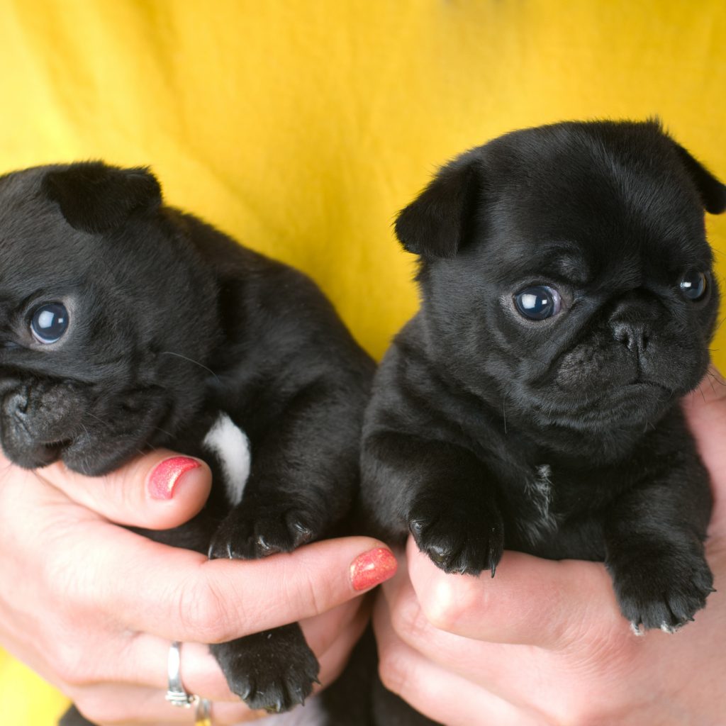 black Pugs on Yellow