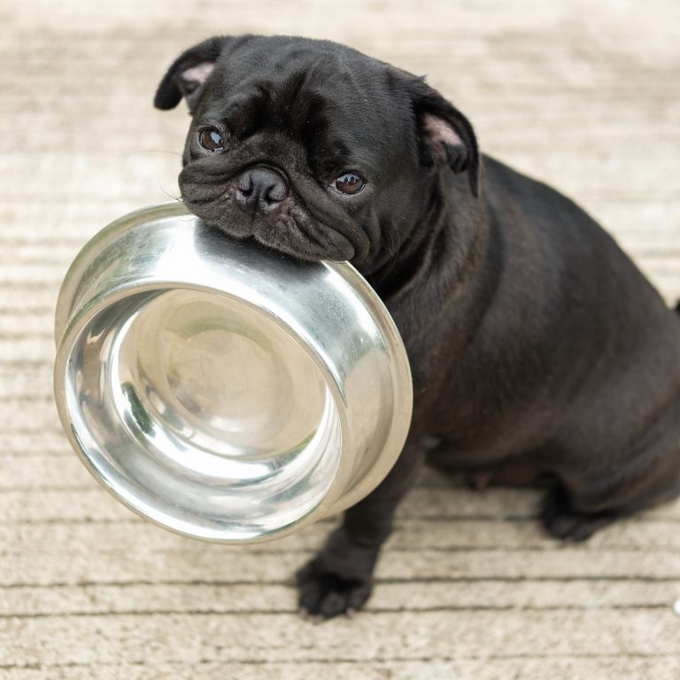 bowl black Pug