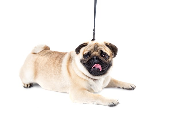 dog pug white background leash 112628 53