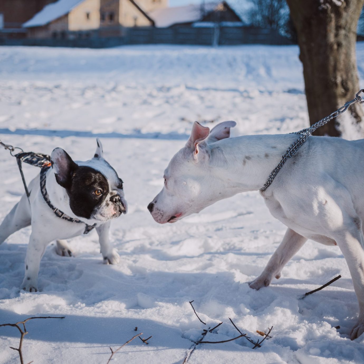 Dogs Pulling on Leash