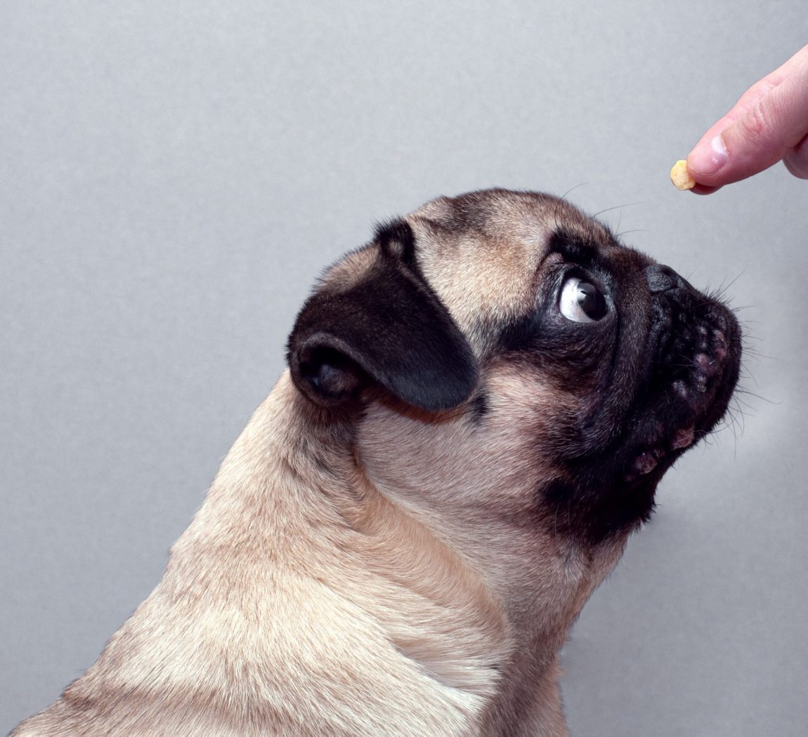 what tricks can you teach a pug