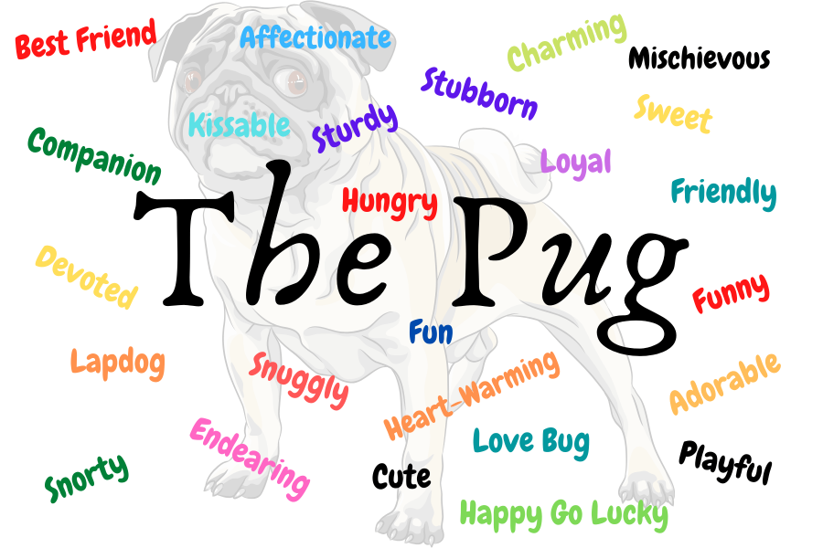 The Pug Dog Design