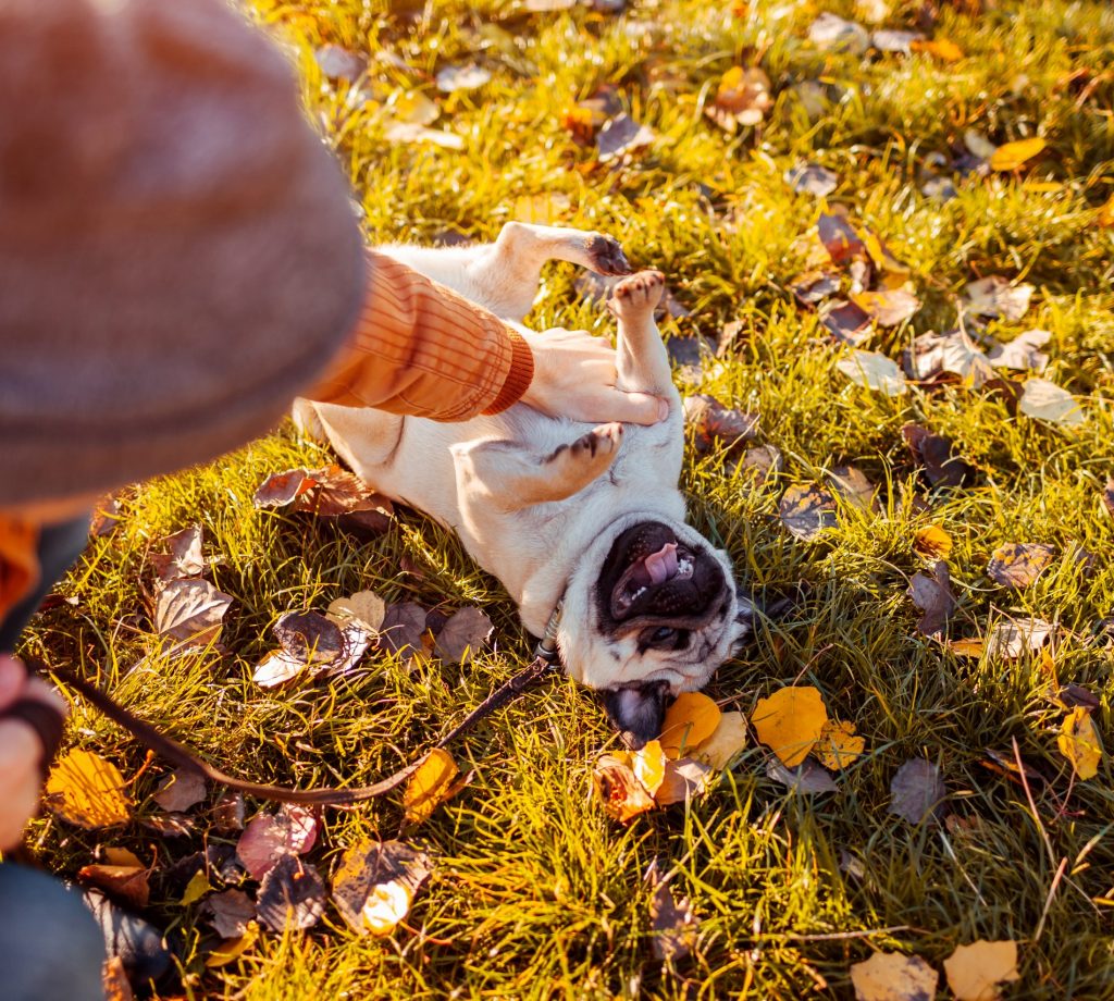 Pug Playing on Leash