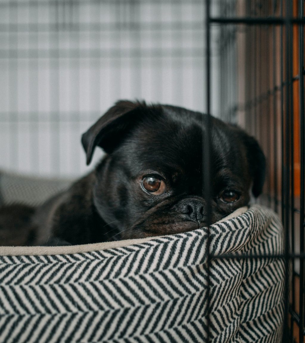 Pug Puppy in Crate