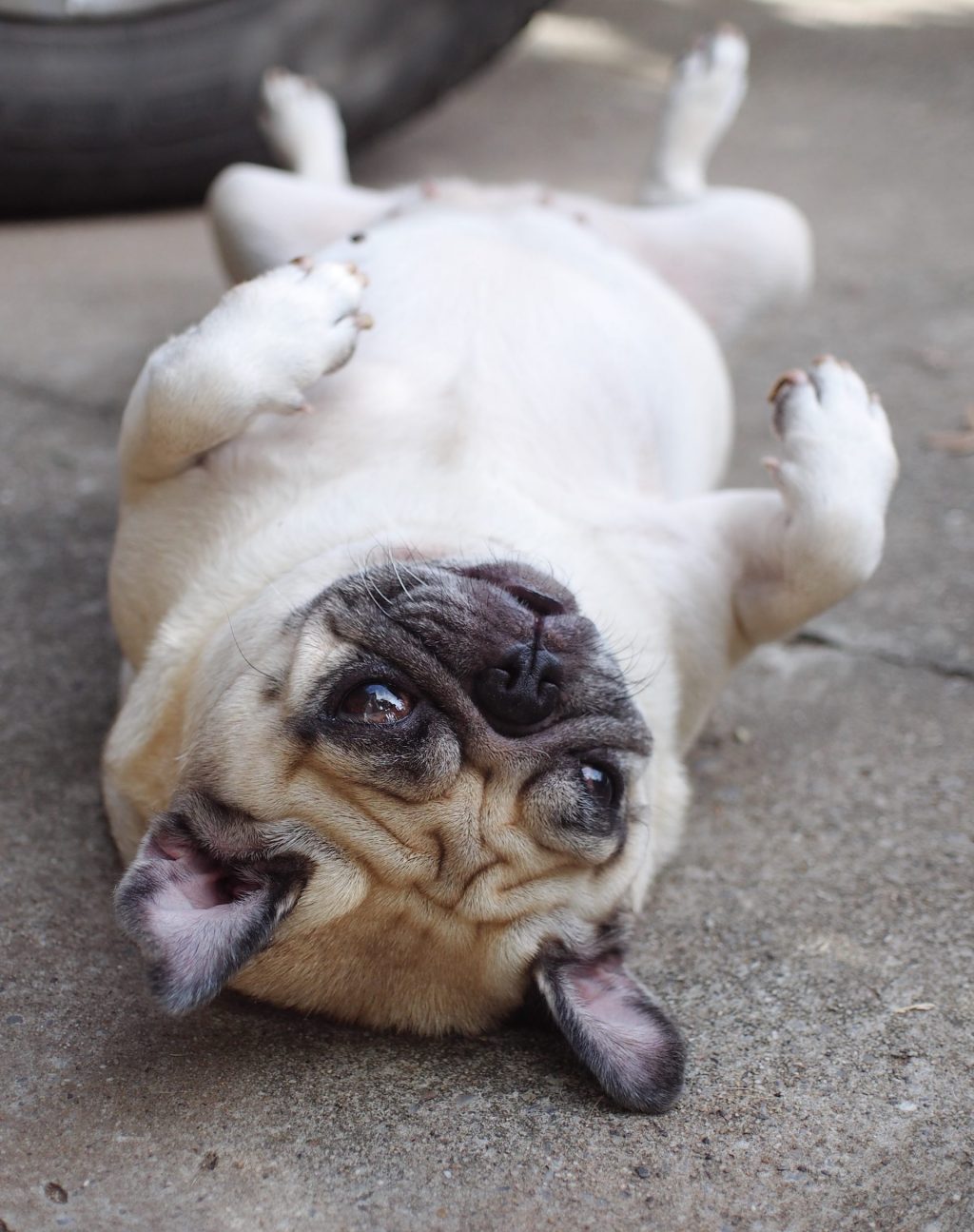 Pug Rolling Over