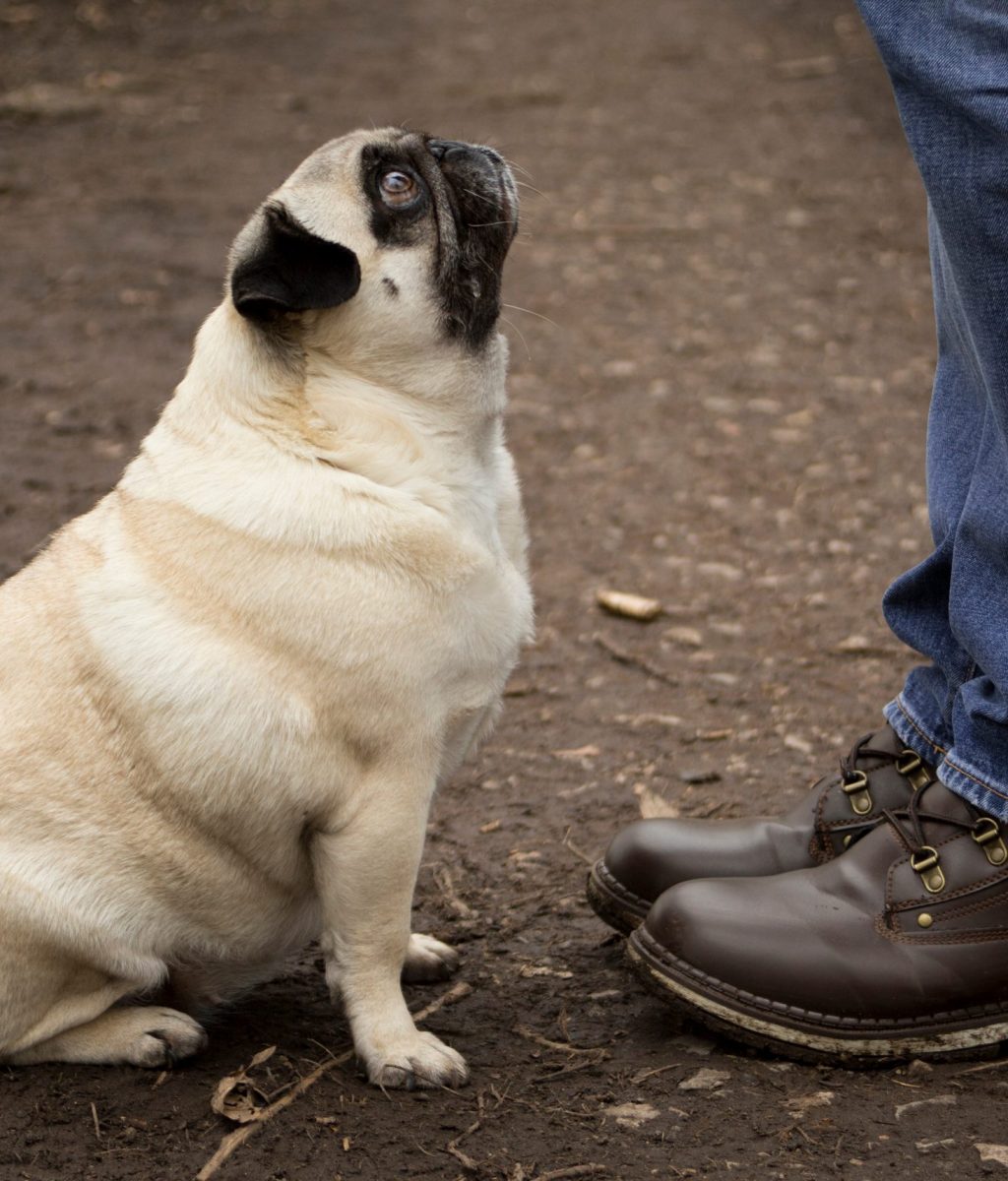 Pug Sit