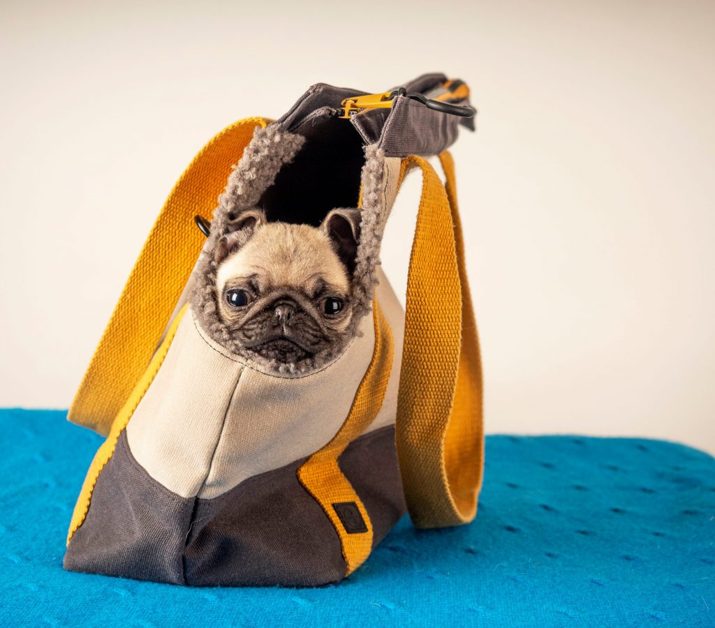 Purse Pug