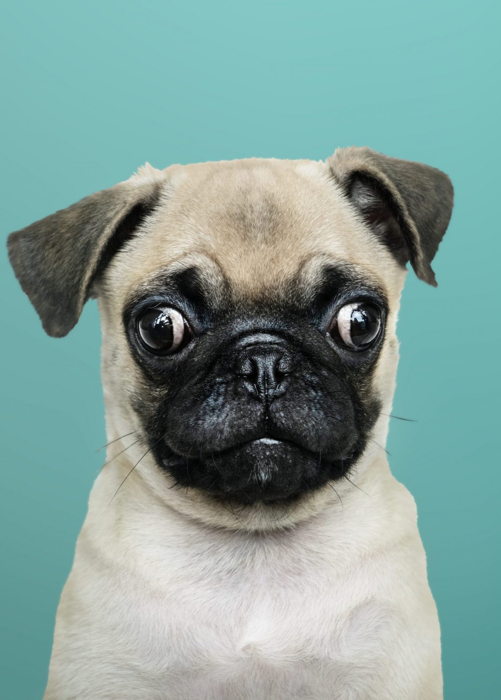 do pugs have bad eyesight