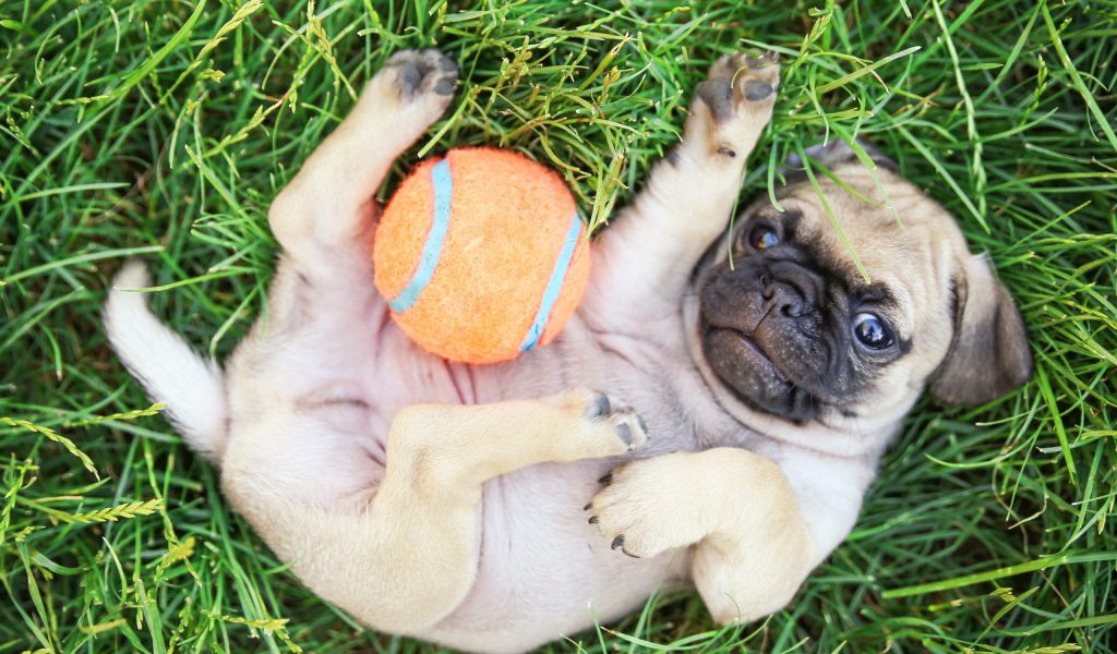 Teacup Pug