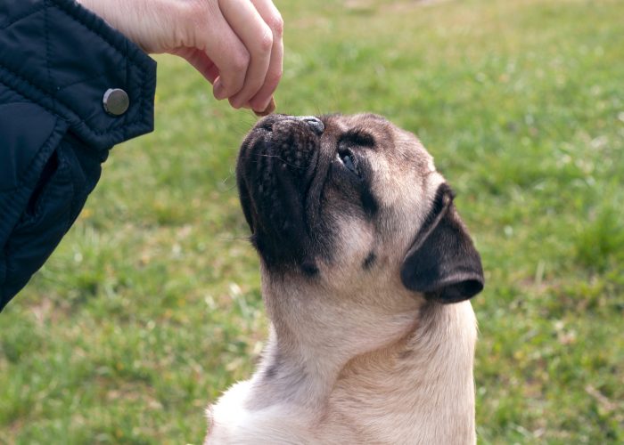 what tricks can you teach a pug