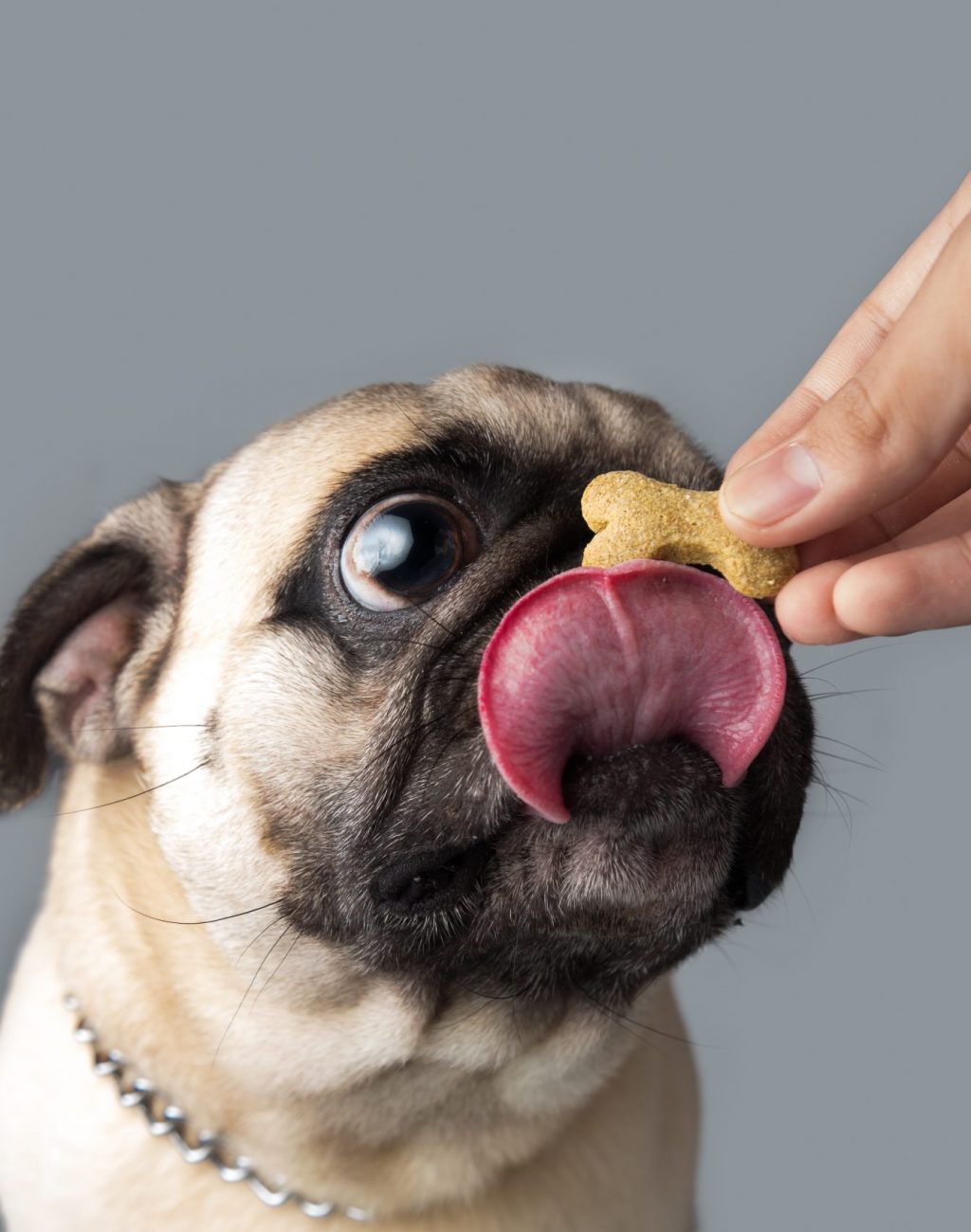 Pug Weight Help Your Pug Get To A Healthy Pug Weight