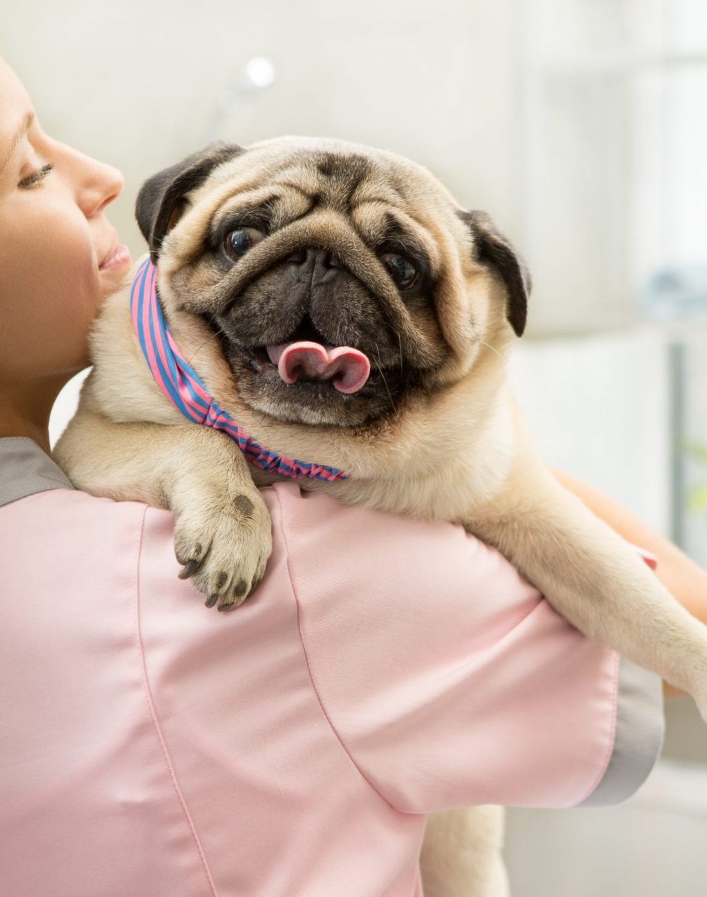 Vet Pug