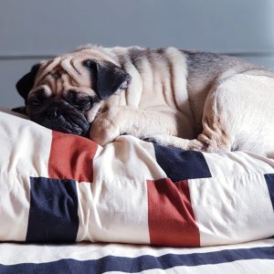 Pug Sleeping on Pillow