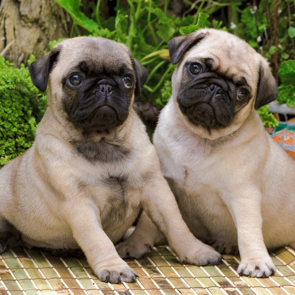 puppies Pug