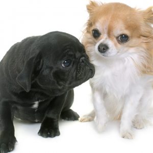 puppy-black-pug-chihuahua