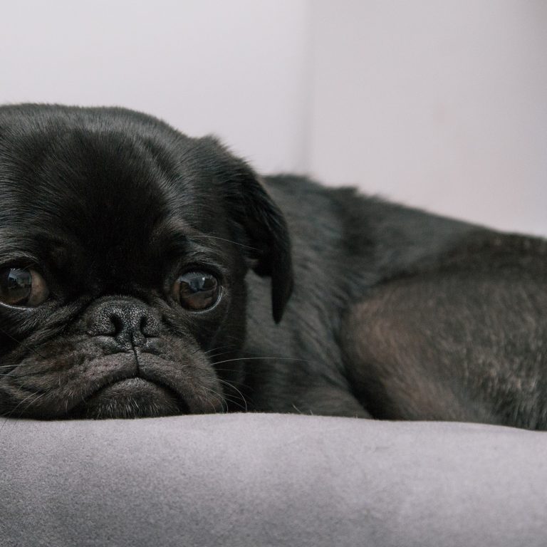 PDE Or Pug Dog Encephalitis Guide A Deadly Disease Kooky Pugs