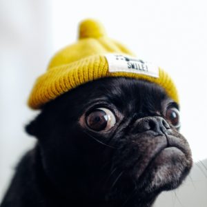 Pug in Yellow Hat