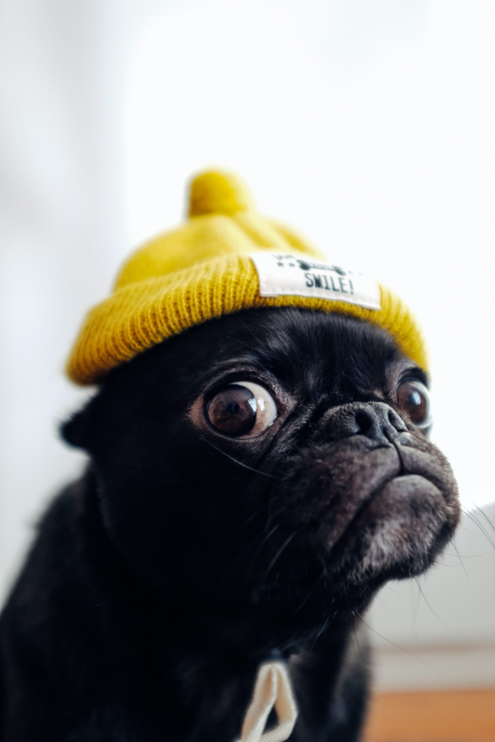 Pug in Yellow Hat