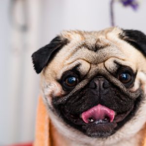 Pug with Towel
