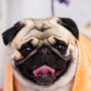 Pug getting a bath